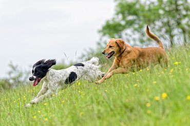 Egy barna kutya egy foltos kutyát üldöz