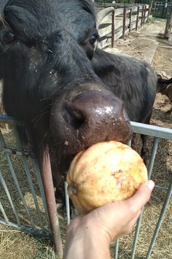 Hermina, a Misina egyesület vízibivalya