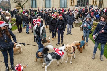 DOGZ Mikulás Falkaséta