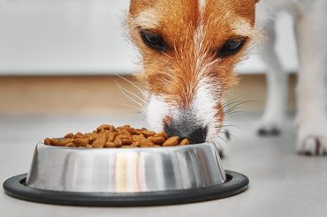 Jack russel fém tálból eszik