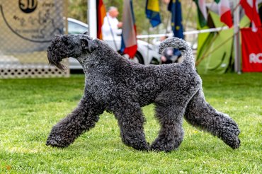 kerry blue terrier kiállításon