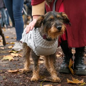 Kuszkusz a mikulás falkasétán, AÉK