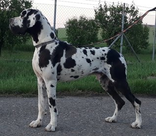 német dog