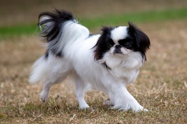 japán csin