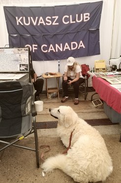 Kuvasz