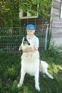 Kuvasz egy kisfiúval.