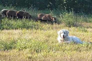 Kuvasz