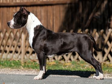 amerikai staffordshire terrier