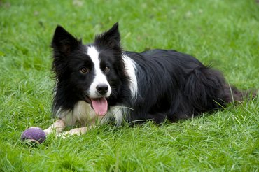 Border collie fűben fekszik