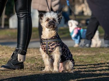 DOGZ Farsangi Falkaséta