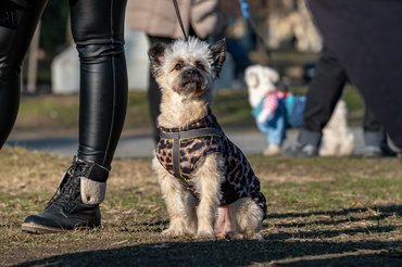 DOGZ Farsangi Falkaséta