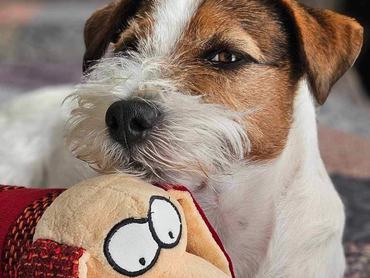 Hermes jack russell terrier pihenteti a fejét egy játékon jacks and bears