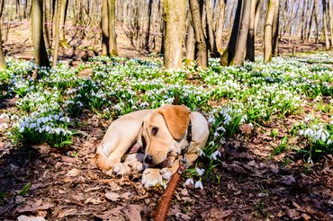Fiatal labrador retriever hóvirágok között, pórázon