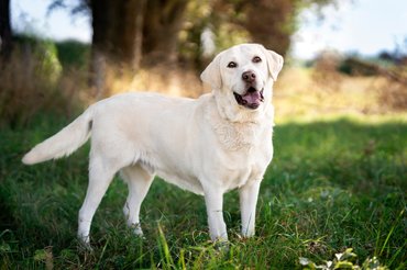 Labrador retriever az erdőben