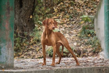 Magyar vizsla erdőben