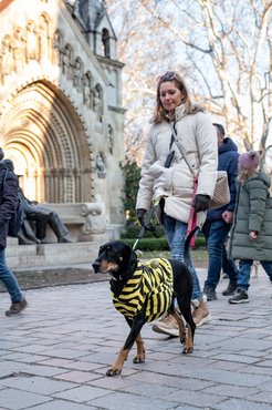 DOGZ Farsangi falkaséta
