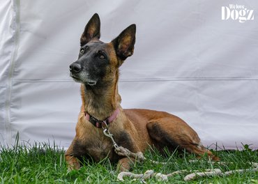 Dogz őszköszöntő falkaséta