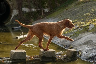 Drótos magyar vizsla egy csatorna partján