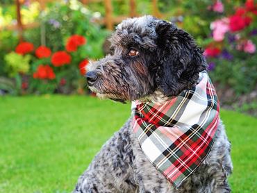 Cockapoo designer kutya kockás kendővel a nyakában