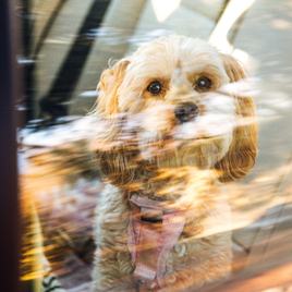 Kocsiba zárt cavapoo kutya