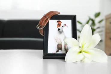 kutya fényképe egy emlékhelyen