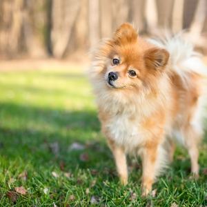 A cute Pomeranian dog looking at the camera with a head tilt