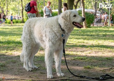 Kuvasz at the DOGZ Festival