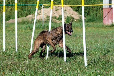 agility