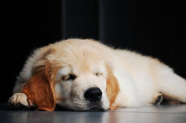 Golden retriever