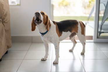 beagle ugat