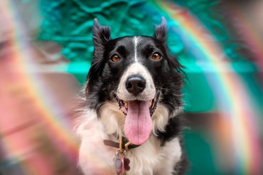 border collie szivárvánnyal