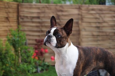 Boston terrier
