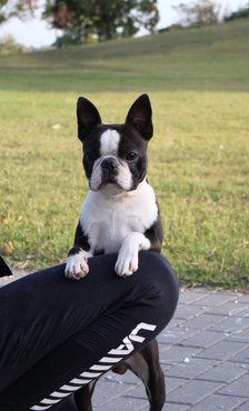 Boston terrier két lábon támaszkodik