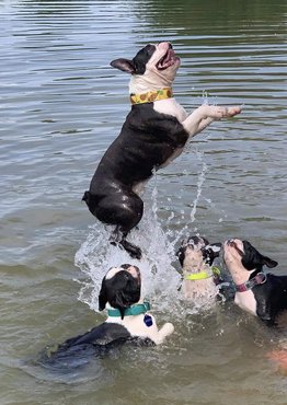 Boston terrierek