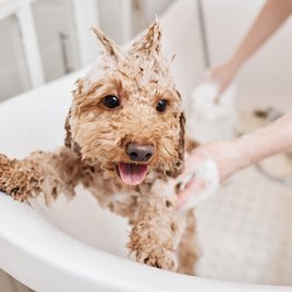 dog in the bath