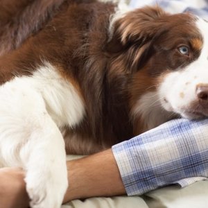 Dog with his owner