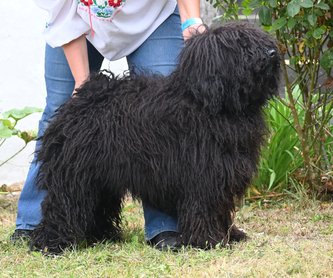 Puli