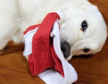 golden retriever