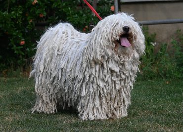 Puli