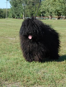 Puli