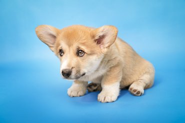 félős kis corgi