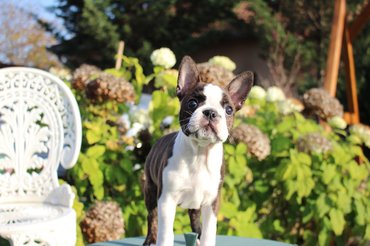 Boston terrier