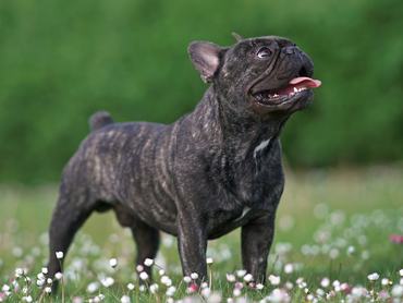 francia bulldog nyitott szájjal virágos mezőn lélegzik