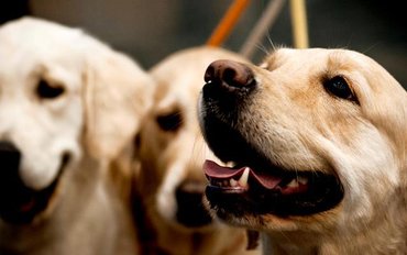 Golden retrieverek profilja