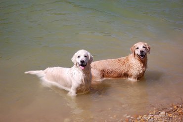 Golden retrieverek