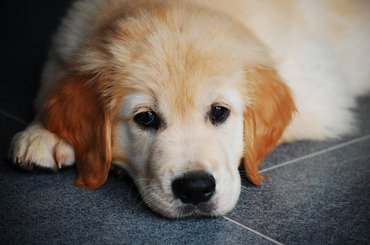Goldenretriever-kölyök
