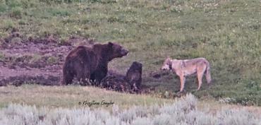 grizzyl medvék és farkas a yellowstone-ban
