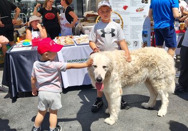 Kuvasz gyerekekkel