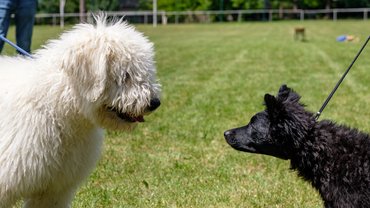 komondor és mudi