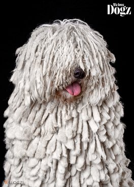 komondor stúdió